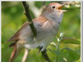 Cách chọn mua chim cảnh