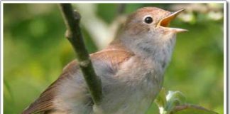 Cách chọn mua chim cảnh