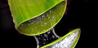 Bí quyết chữa vàng móng tay từ thiên nhiên