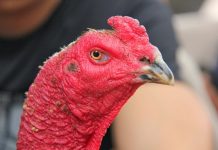 Cách xem tướng gà chọi hay nhất cho dân sành đá gà