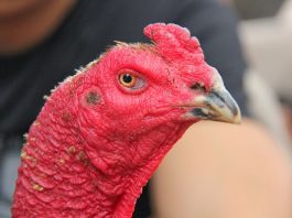 Cách xem tướng gà chọi hay nhất cho dân sành đá gà