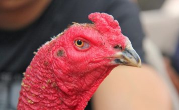 Cách xem tướng gà chọi hay nhất cho dân sành đá gà