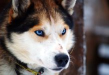 Một số lưu ý khi quyết định nuôi Husky