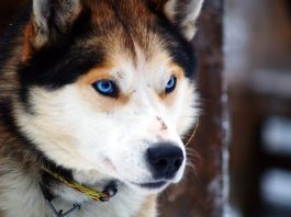 Một số lưu ý khi quyết định nuôi Husky