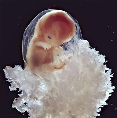 Cách tinh trùng phát triển thành thai nhi