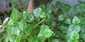 Những tác dụng chữa bệnh của rau càng cua - 1