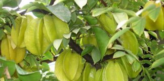 Cách làm đẹp và chữa bệnh bằng khế