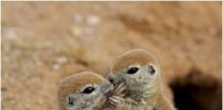 Phì cười với loạt ảnh "Xin lỗi, chú mày đã biết quá nhiều rồi!"