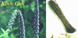 Bài thuốc trị bệnh dị ứng