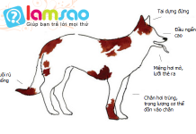 Nhận biết tâm trạng cún cưng qua ngôn ngữ cơ thể