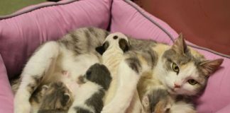 7 lời khuyên quan trọng trước khi nuôi một chú mèo lạc