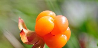 Bật mí 5 loại quả cho da sáng, dáng thon