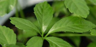 Tìm hiểu về giảo cổ lam và công dụng của giảo cổ lam