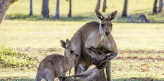 Bức ảnh chuột túi mẹ sắp chết vẫn cố ôm con gây xúc động mạnh