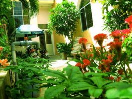 Hướng dẫn sắp xếp, bài trí cây xanh trong nhà để thu hút vận may