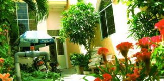 Hướng dẫn sắp xếp, bài trí cây xanh trong nhà để thu hút vận may