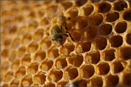 Mật ong nguyên chất và công dụng với sức khỏe