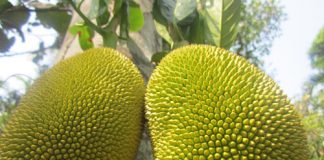 Hướng dẫn bài thuốc chữa bệnh từ mít