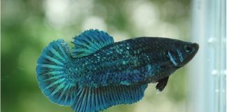 Những loài cá cảnh dễ nuôi nhất