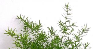 Các loại lá thường được sử dụng để cắm hoa