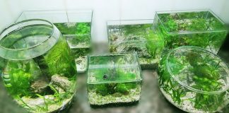 Bảo vật phong thủy của 12 con giáp thu hút tài lộc