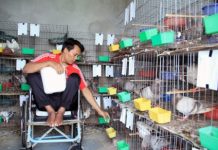 Cách nuôi chim bồ câu nhốt đạt năng suất kinh tế cao Cách nuôi chim bồ câu nhốt đạt năng suất kinh tế cao