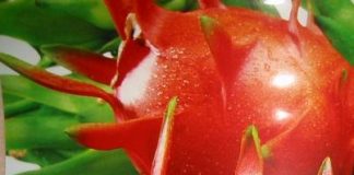 Lợi ích của thanh long