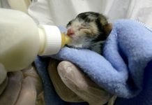 Hướng dẫn cách chăm sóc cho mèo