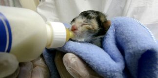 Hướng dẫn cách chăm sóc cho mèo