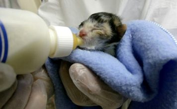 Hướng dẫn cách chăm sóc cho mèo