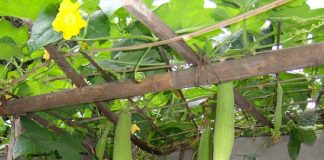 12 bài thuốc chữa bệnh cực hiệu quả từ quả mướp