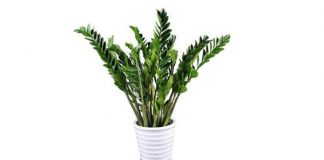 Cây phát tài vận theo 12 con giáp giúp tiền vào như nước