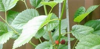 Hướng dẫn 7 bài thuốc chế từ lá dâu tằm