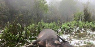 Rét kỷ lục: Hàng ngàn gia súc, gia cầm chết, mất điện, tắc đường vì tuyết phủ