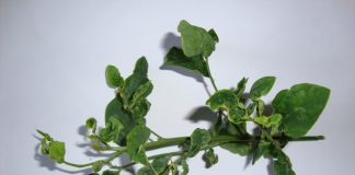 Hiểm họa sức khỏe từ việc sử dụng rau ngót lá xoăn