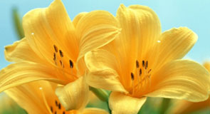 Món ăn từ hoa chữa mất ngủ