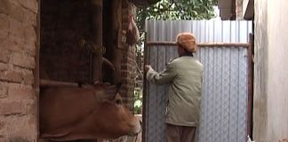 Cách chống rét cho trâu bò trong mùa đông