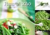 Cách làm rau bí xào tỏi thơm nức mũi cho bữa cơm ngày Rằm