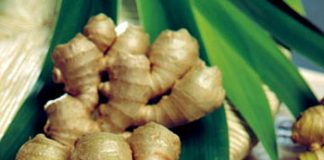 Cách chữa ho hiệu quả bằng lá me, gừng và chanh