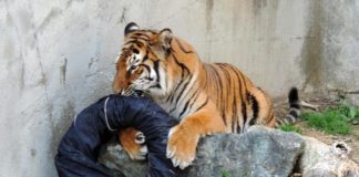 Khi sư tử là nhà thiết kế quần Jeans