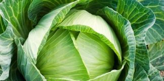 Lý do mẹ nên cho con ăn bắp cải