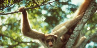 Theo đoàn người về Cát Tiên thăm hậu duệ Tề thiên