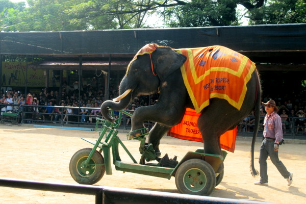 Độc đáo xiếc voi Pattaya