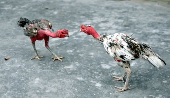 Mách bạn mẹo xem, chọn và cách nuôi gà chọi sung sức nhất