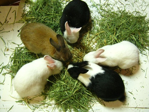 Cách phòng và điều trị các bệnh thường gặp ở thỏ