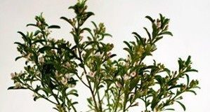 Cách cắm hoa ngày 8/3 đẹp rực rỡ cho phái mạnh thể hiện