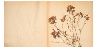 5 cách làm khô hoa tươi để trang trí