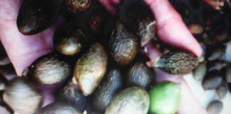 Dân đổ xô vào rừng vặt ươi xanh bán cho thương lái