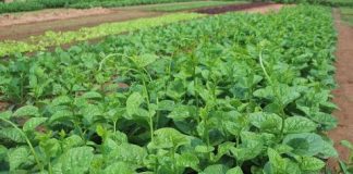 9 tác dụng của rau mồng tơi không nên bỏ qua