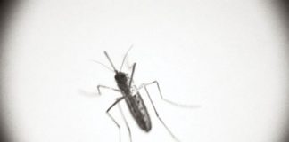 Những bệnh do muỗi gây ra trong mùa mưa 1